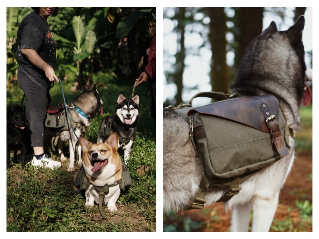 Tas The Frontier Pack ciptaan tim Hound ITS saat digunakan oleh anjing berukuran sedang dan besar