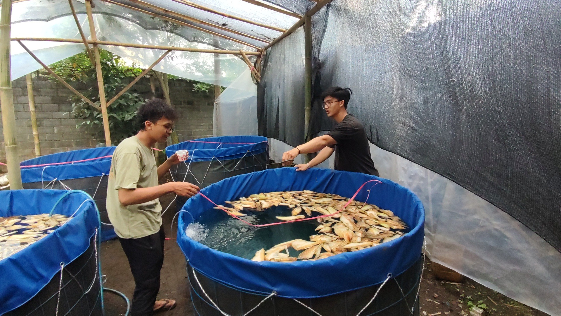 Mahasiswa KKN Abmas ITS sedang melakukan persiapan budi daya ikan lele dengan sistem bioflok