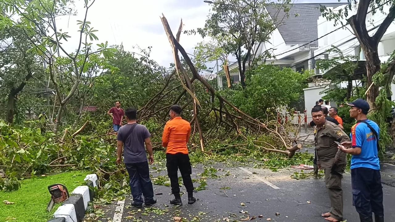 Terjadinya pohon tumbang saat cuaca ekstrem akibat mengabaikan pemetaan analisis kondisi pohon